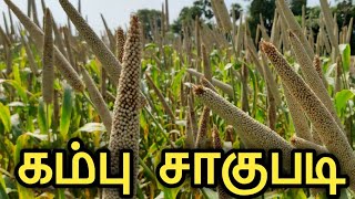 கம்பு சாகுபடி | Kambu Saagubadi | Kambu Valarppu | Pearl Millet cultivation | JP Tamil Tv