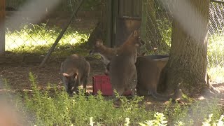 Zoo priebeh sezóny