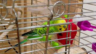 まめの大好きなりんごちゃん#budgies #parakeet #せきせいいんこ #まめちゃん