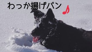 みゆう＆わかば母娘とアケモリ兄弟、リラの元日朝の散歩の様子🐺🗻☀️