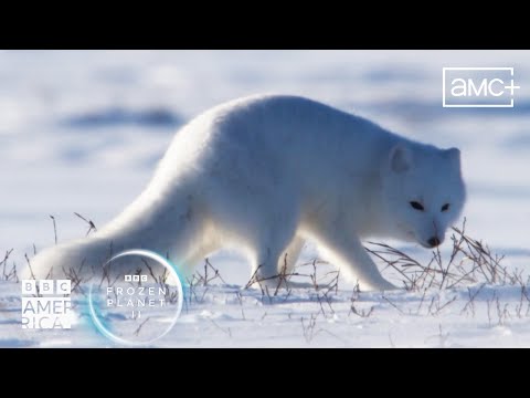Can arctic foxes kill you?