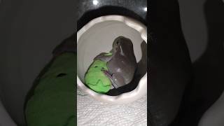 淋しくて眠れないカエルに抱き枕をプレゼント✨🎁✨#イエアメガエル #frog #抱き枕