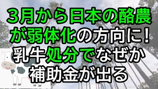 【食料危機】今月3月から日本の酪農が弱体化の方向へ！乳牛処分で補助金が出る