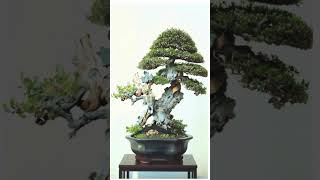 盆栽作品集 @hs_kts_Business_KTS_HSBonsai sakuhin-shū@ hs _ kts _ Business _ KTS _ HS #bonsaitree