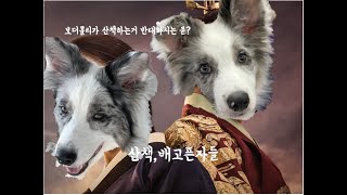 산책,배고픈자들 | 더러운 개가 행복한 개다 | 꿈 많은 보더콜리 지니