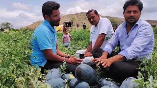 SCT वैदिक कलिंगड🍉, मिरचीमध्ये🌶️ आंतरपीक असूनही अप्रतिम गोडी 😋 व वाढ