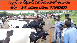 సర్ధార్ నగర్ సంతలో HF ఆవుల వ్యాపారం HF cow sales