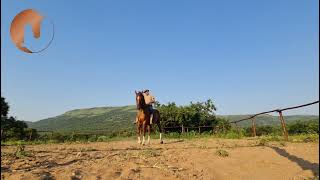 Developing Balance \u0026 Suppleness With Your Horse