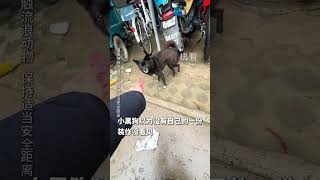 男子給流浪動物喂零食，特意留了一個給瘸腿的小黑狗，小狗：原來也有我的一份啊