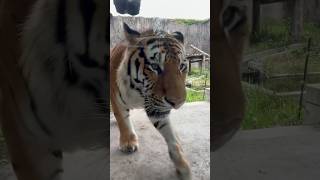 アムールトラ　アースくん　近づいてきました　【のんほいパーク】Amur tiger Earth-kun Toyohashi Zoo