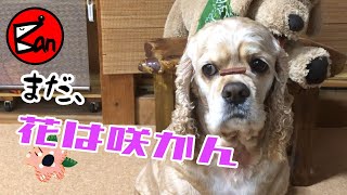 昔話【花咲か爺さん】を聞く犬アメリカンコッカースパニエル石松くん   Dog listening to old tales