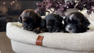 Mabel’s Shihpoo Puppies at 3 weeks!❤️❤️