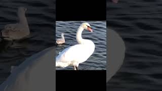 Blessed moments with feathering lips. #swans #toronto #beauty #smile #nature