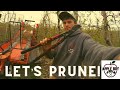 How to Prune an Apple Tree