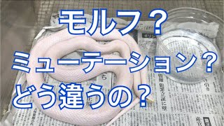 -爬虫類用語解説-モルフとミューテーションの違いってなに？