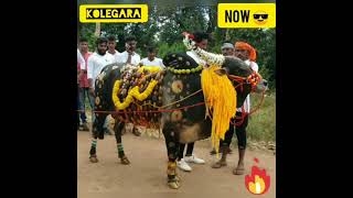 Kolegara | Bull transmission in 3 years | hori habba | #bull #bullrace #horihabba