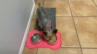 Teacup Yorkie is a picky Eater Rose Kendal’s Dinner Time -Home Cooked Dog Food