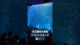 【日常】名古屋港水族館のイワシトルネードが凄い【魚】#shorts