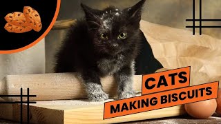 Funny Cats Making Biscuits, Cats Kneading with Relaxing Music - Part 6