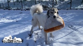 アランのお気に入りの食パン型クッションを持ち出したベルです　Great Pyrenees　グレートピレニーズ