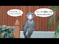 だいすきな飼育員さんに体重を測られるハシビロコウのふたば 【6月のふたば25】 shoebill futaba in june 2019