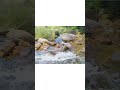 Tung Chung River (Infront of Wonglunghangstream)