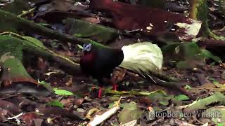 The elusive Bulwer's Pheasant