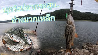 บุกรังปลากระสูบ อ่างเก็บน้ำมวกเหล็ก #fishing #ตกปลา #ตกปลากระสูบ @O.PFishing [ EP.98 ]