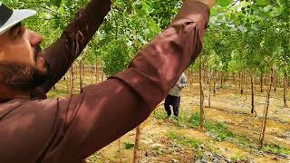 مرحلة عد وخصي العناقيد    Count and castrate grapes bunches