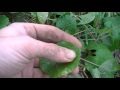 wild edibles of winter finding edible plants u0026 their uses