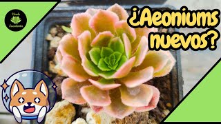 ¿Cómo cuidar AEONIUMS recién comprados?