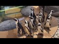 Penguin exhibit opens at Cameron Park Zoo in Waco