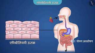 जंतु ऊतक - एपिथीलियमी ऊतक|Part 1/1|Animal Tissues : Epithelial|Hindi|Class 9