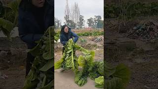 The process of collecting giant plants