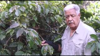 What is Jamaica Blue Mountain Coffee?.