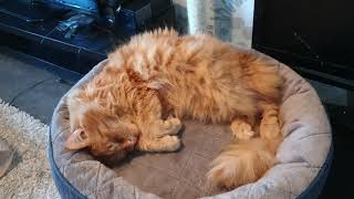 world's greatest mystery: fluffy orange cat or croissant?