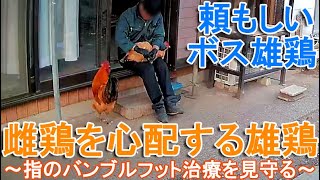 雌鶏を心配する雄鶏～ニワトリの足指にできたバンブルフットの治療を見守るボス～