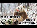 七仔：全球唯一的圈养棕色大熊猫，被遗弃还是被偷，身世成谜；如今儿女双全，三个孩子都不是棕色