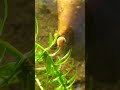 ramshorn snail #aquarium #snail #snails #ramshorn