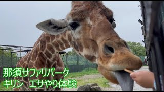 那須サファリパーク　キリンへのエサやり