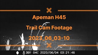 Apeman H45 Trail Cam Footage 2023_06_03-10 #apeman #h45 #trailcam #whitetaildeer #nightvision