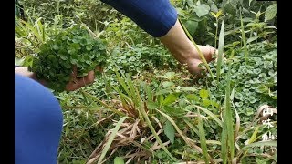 靠山吃山，随手摘的野菜，经过他的手就能下饭两大碗Eat mountains and pick wild vegetables