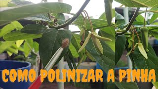 How to Pollinate Pine Cone / Ata / Fruta do Conde, Annona squamosa, Sugar Apple