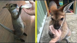 These Wallabies Keep Bringing Their Babies To Meet The Woman Who Rescued Them