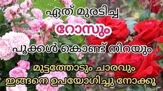 💯റോസ് നിറയെ വലിയപൂക്കൾ ഉണ്ടാവാനും തഴച്ച് വളരാനും| Rose Gardening Malayalam | Rose Plant Growing Tips