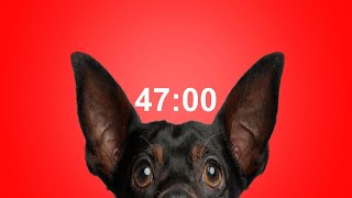 47 Minute Timer for School & Homework Dog Bark Alarm Sound Improve Focus & Productivity
