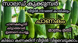 വീട്ടിൽ നിറയെ സാലഡ് വെള്ളരി കിട്ടാൻ|ഗുണങ്ങളേറെ വളരെ എളുപ്പം വിളവ്|salad cucumber krishi in malayalam