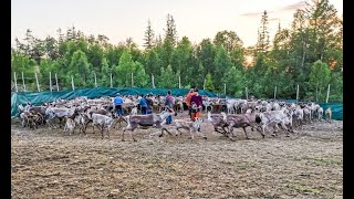 Sami reindeer herding. Reinkalvmerking i Hemnes, Nordland 2020