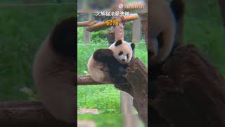 今天來認識可愛的渝愛小朋友吧！ #趣聞 #大熊貓 #動物 #panda #渝愛 #shorts