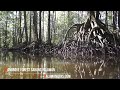 mangrove forest sabang palawan